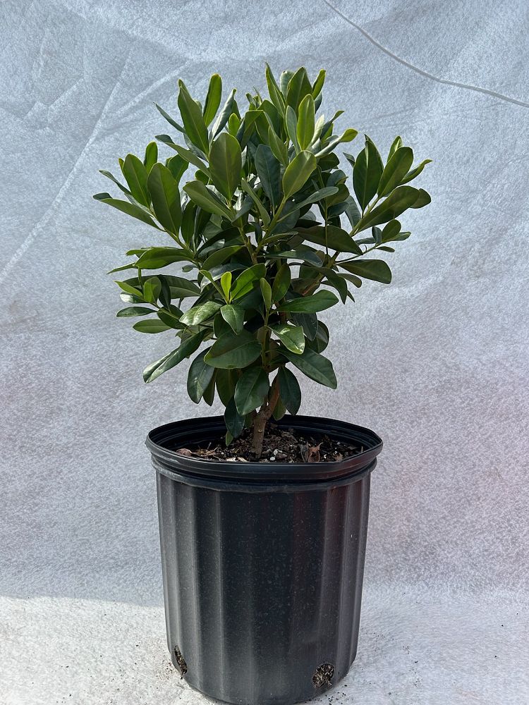 myrsine-cubana-myrsine-colicwood