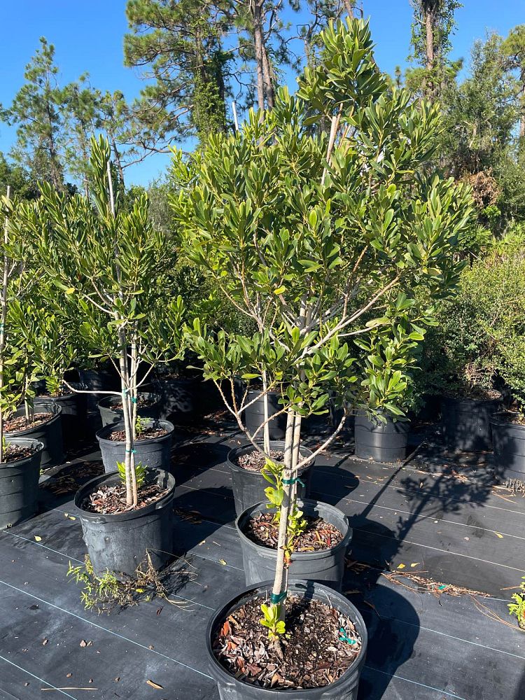 myrsine-cubana-myrsine-colicwood
