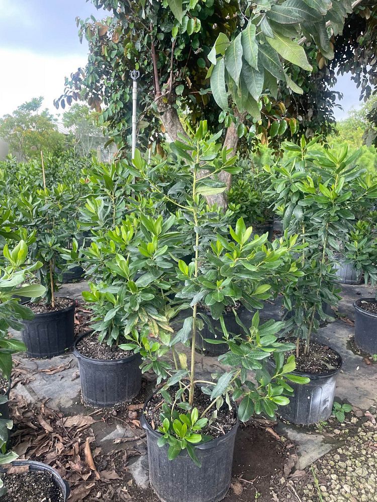 myrsine-cubana-myrsine-colicwood