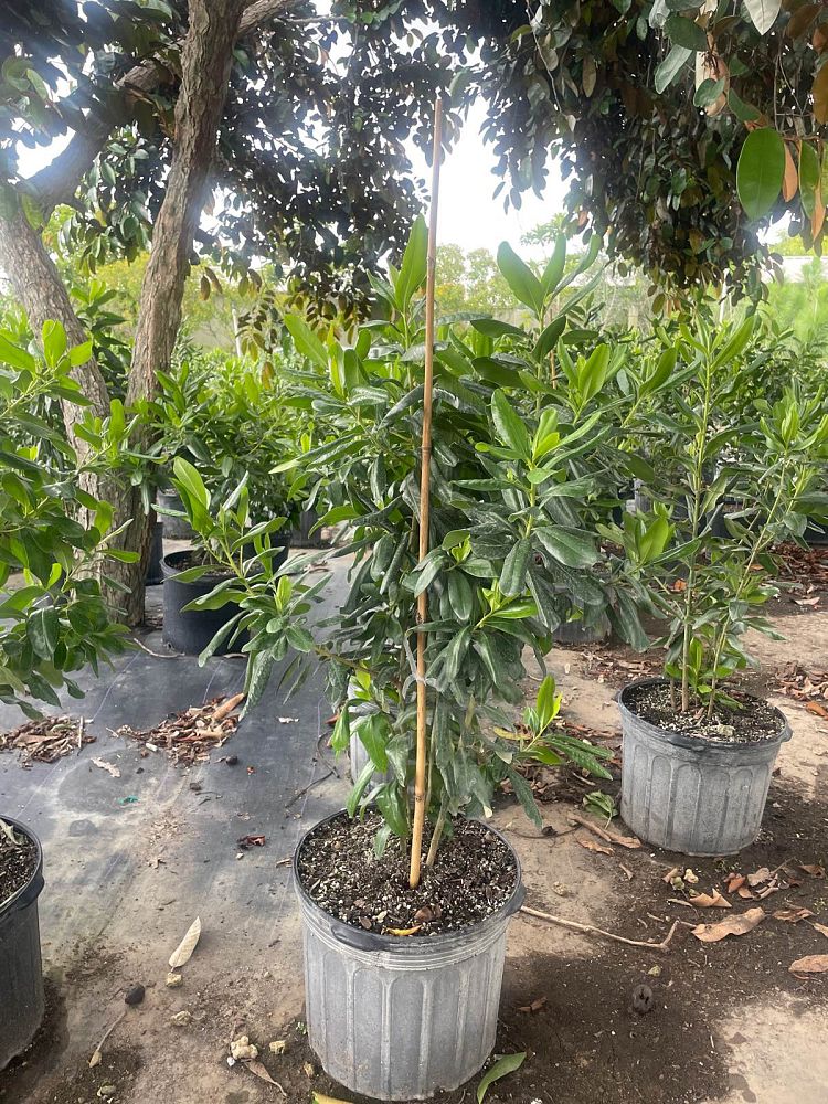 myrsine-cubana-myrsine-colicwood