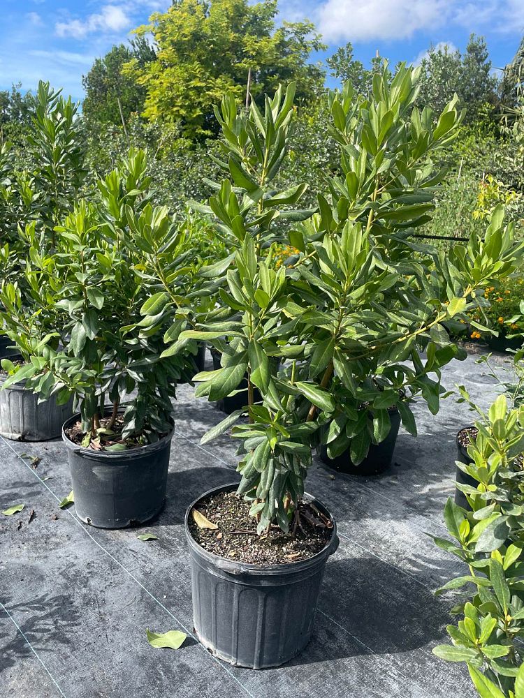 myrsine-cubana-myrsine-colicwood