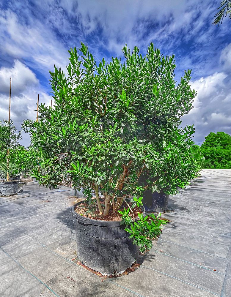 myrsine-cubana-myrsine-colicwood