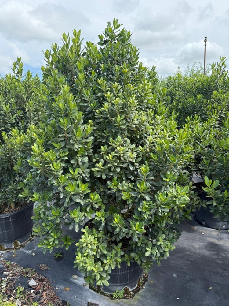 myrsine-cubana-myrsine-colicwood