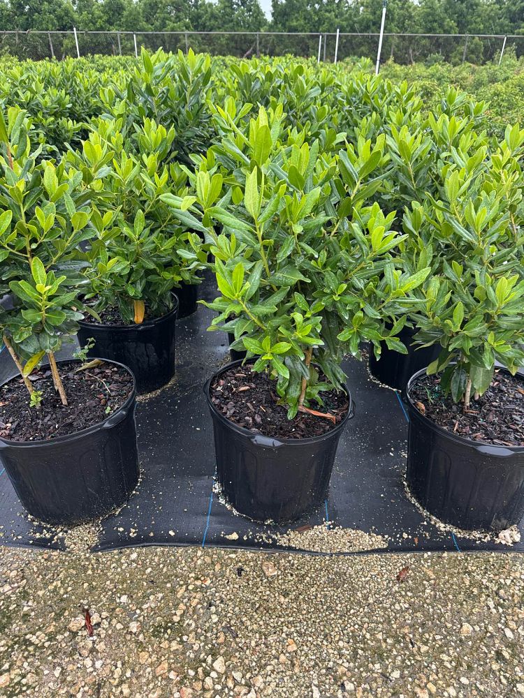 myrsine-cubana-myrsine-colicwood