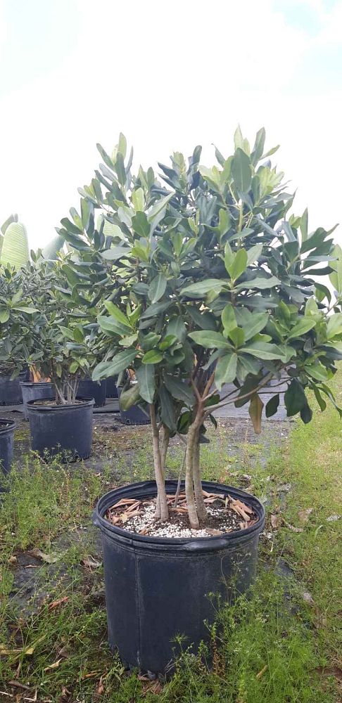 myrsine-guianensis-rapanea-punctata-colicwood