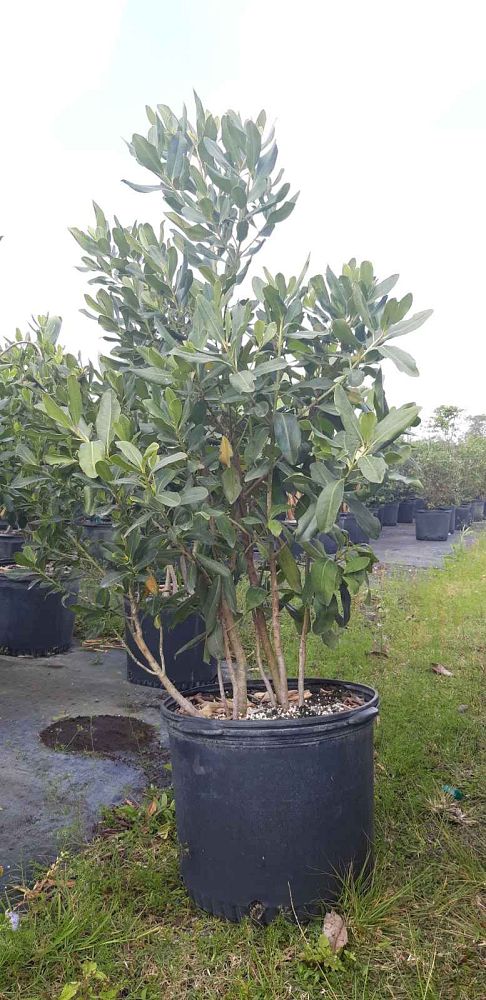 myrsine-guianensis-rapanea-punctata-colicwood