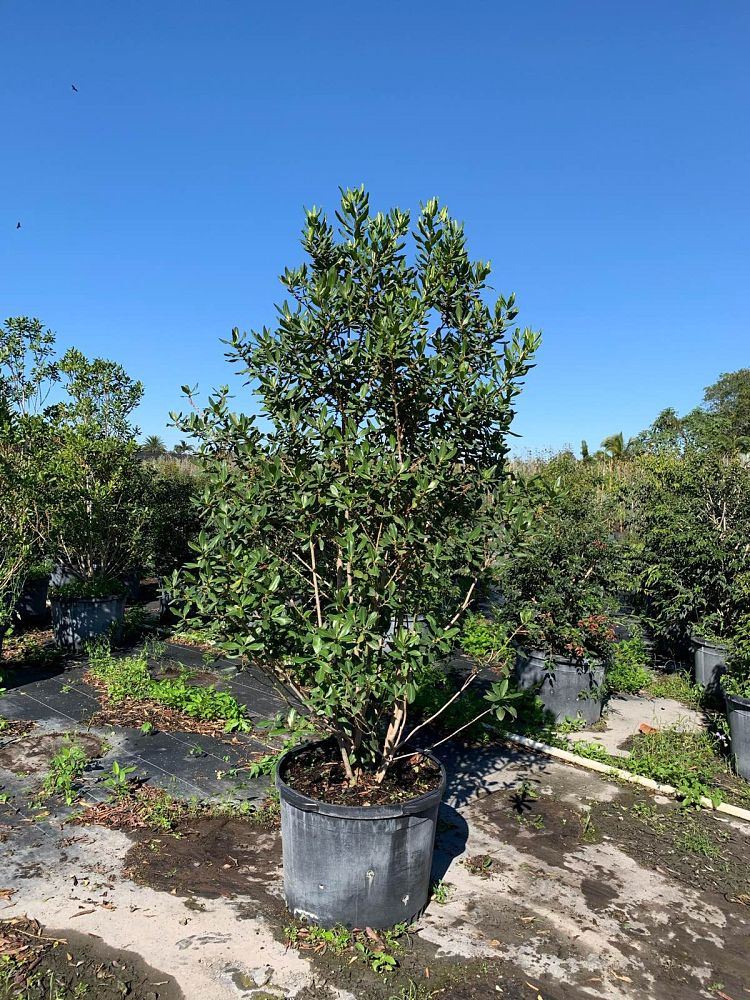 myrsine-guianensis-rapanea-punctata-colicwood