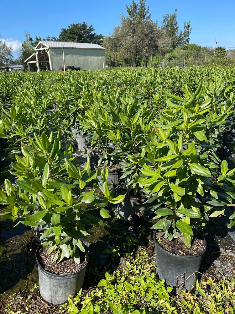 myrsine-guianensis-rapanea-punctata-colicwood