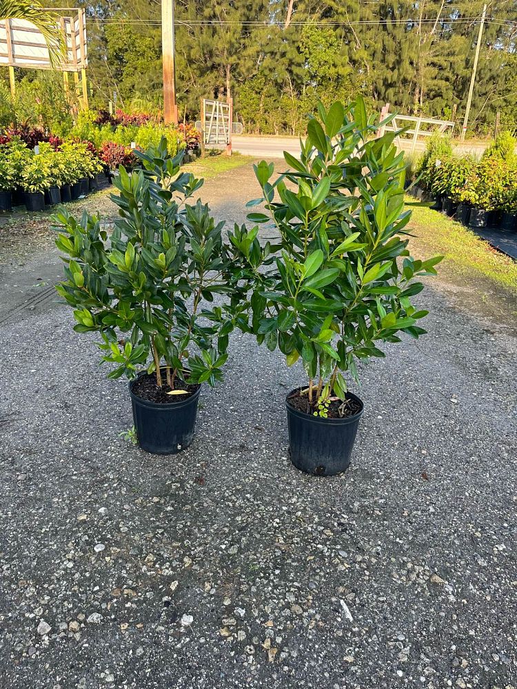 myrsine-guianensis-rapanea-punctata-colicwood