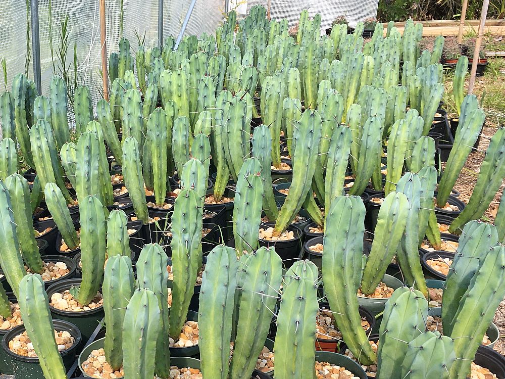 myrtillocactus-geometrizans-billberry-cactus-whortleberry-cactus-blue-candle-blue-myrtle-cactus