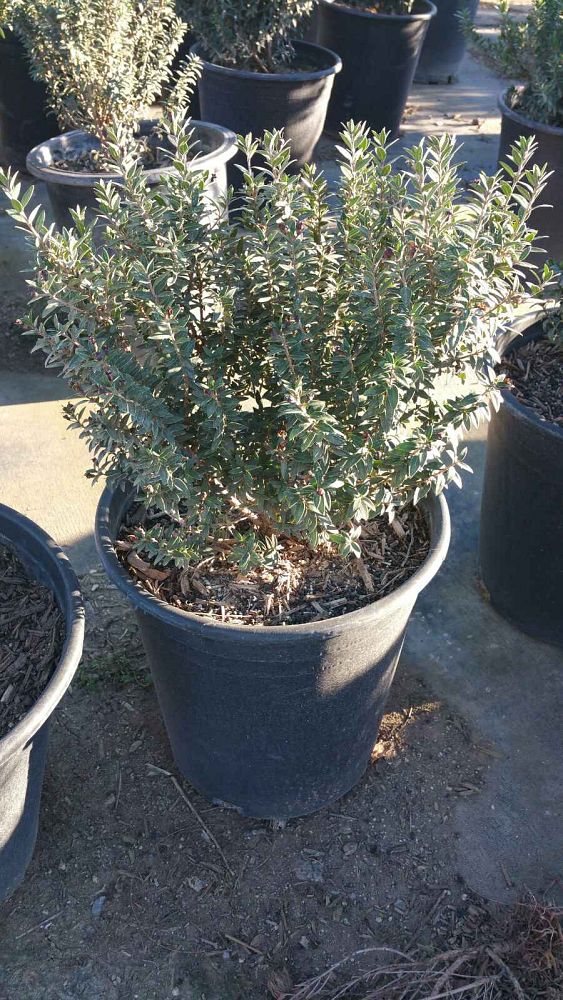 myrtus-communis-compacta-myrtle-dwarf