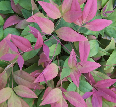 nandina-domestica-aka-blush-pink-trade-nandina