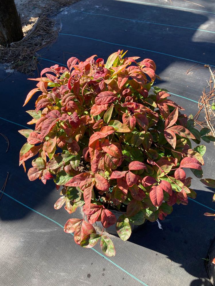 nandina-domestica-aka-blush-pink-trade-nandina