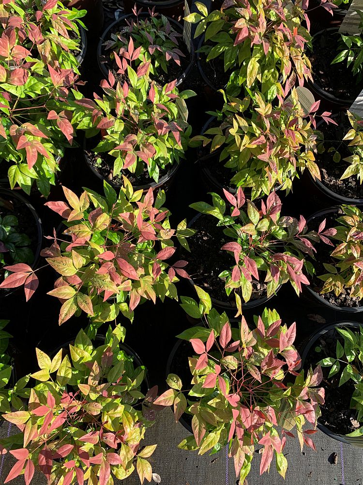nandina-domestica-aka-blush-pink-trade-nandina