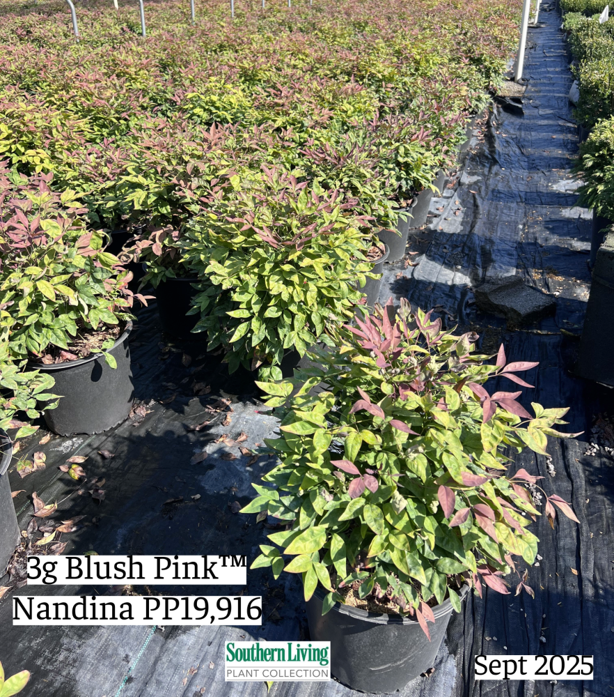 nandina-domestica-aka-blush-pink-trade-nandina