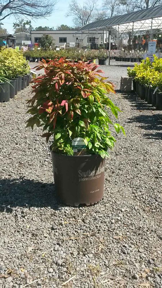 nandina-domestica-blush-dwarf-heavenly-bamboo-dwarf-nandina-nandina