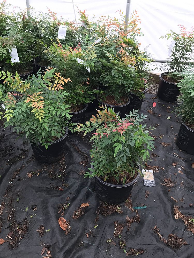 nandina-domestica-burgundy-wine-heavenly-bamboo