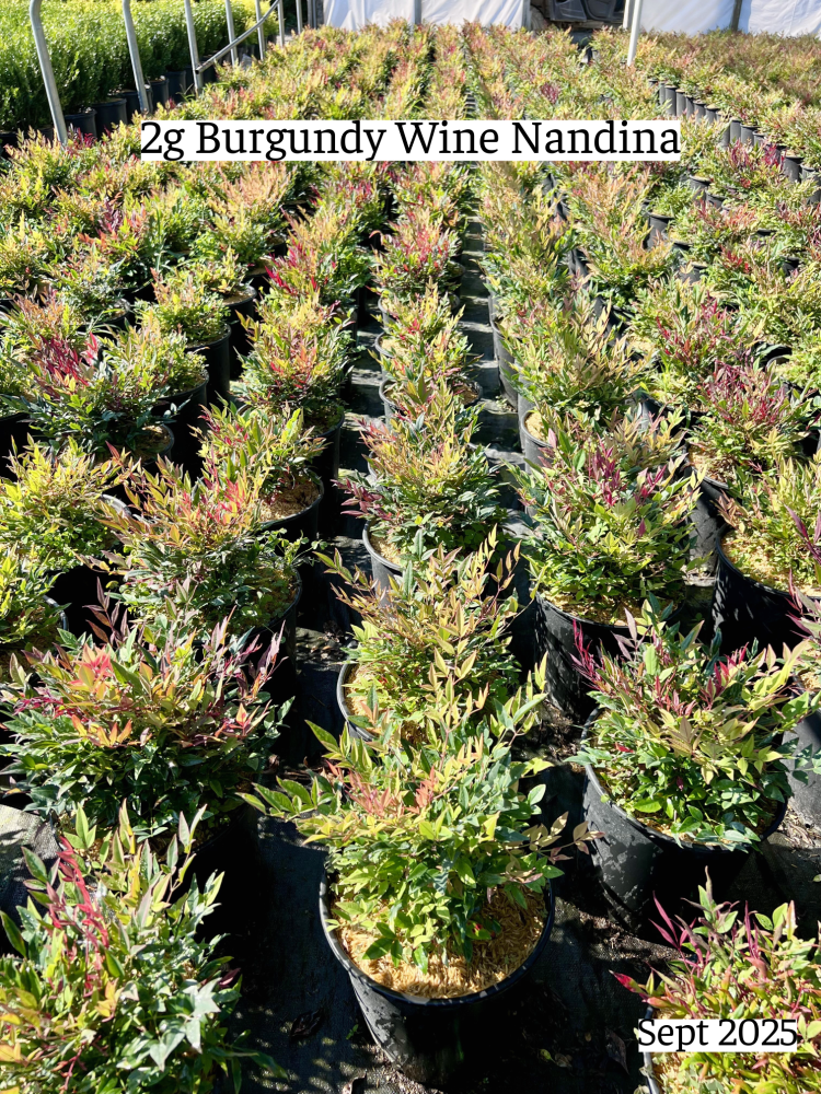 nandina-domestica-burgundy-wine-heavenly-bamboo