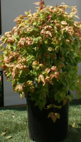 nandina-domestica-compacta-heavenly-bamboo