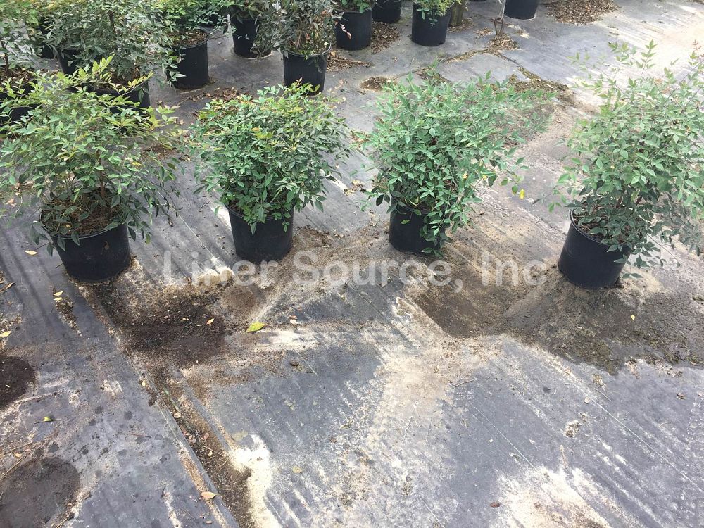 nandina-domestica-compacta-heavenly-bamboo