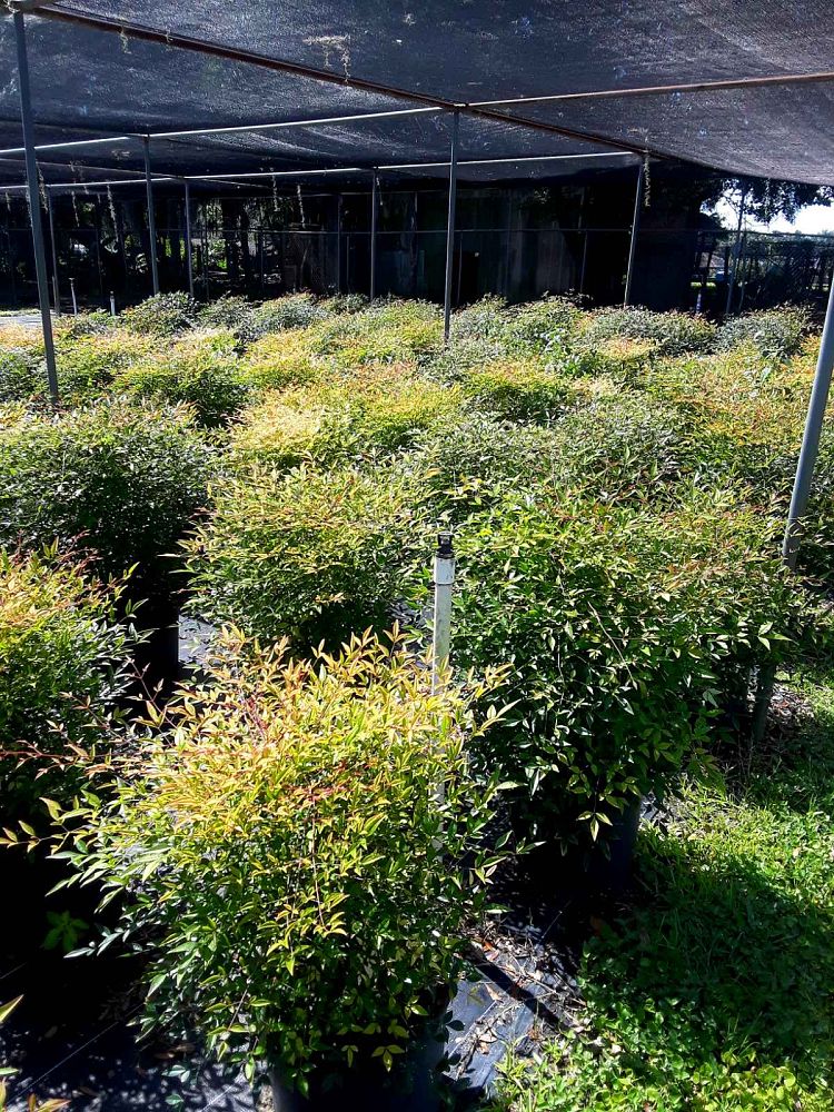 nandina-domestica-compacta-heavenly-bamboo