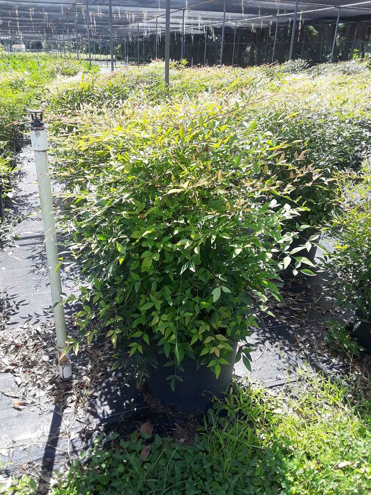 nandina-domestica-compacta-heavenly-bamboo