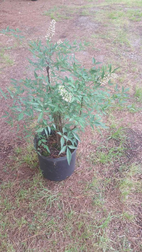 nandina-domestica-compacta-heavenly-bamboo