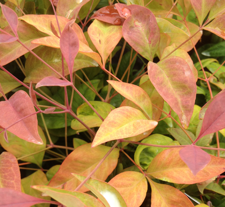 nandina-domestica-compacta-heavenly-bamboo