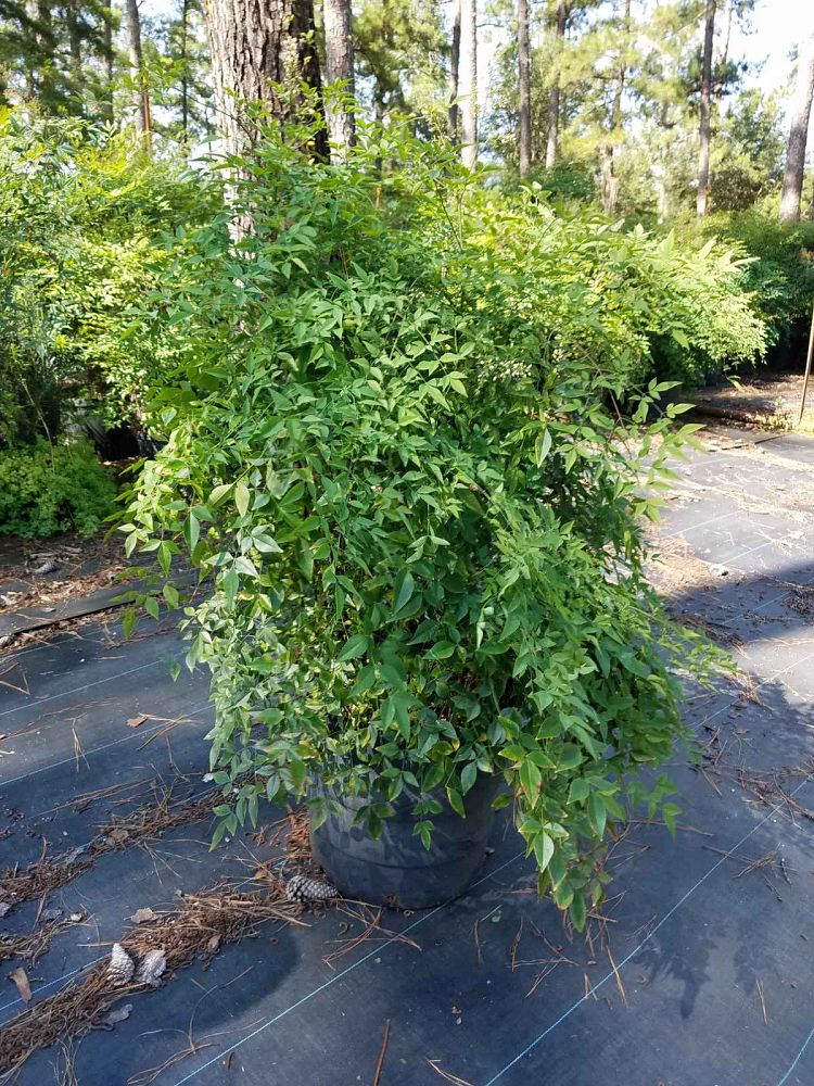 nandina-domestica-compacta-heavenly-bamboo
