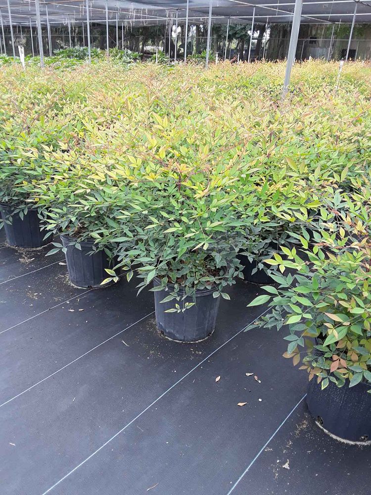 nandina-domestica-compacta-heavenly-bamboo