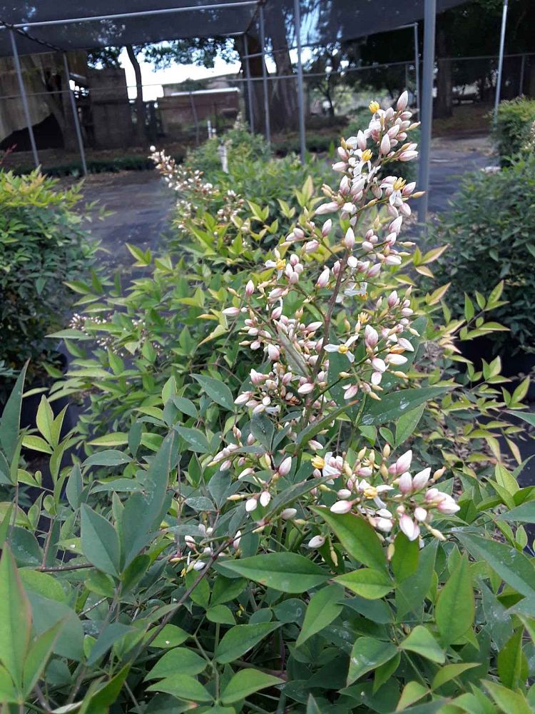 nandina-domestica-compacta-heavenly-bamboo