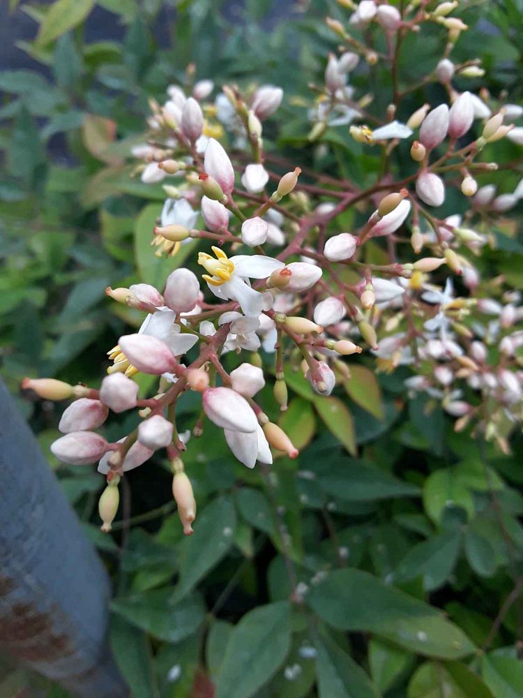 nandina-domestica-compacta-heavenly-bamboo