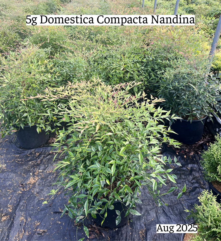 nandina-domestica-compacta-heavenly-bamboo