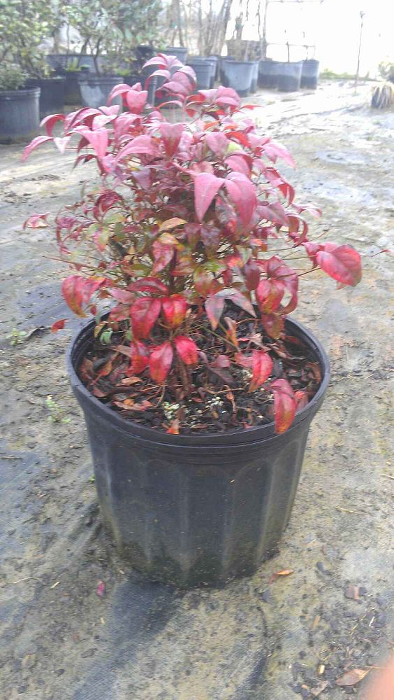 nandina-domestica-firepower-heavenly-bamboo