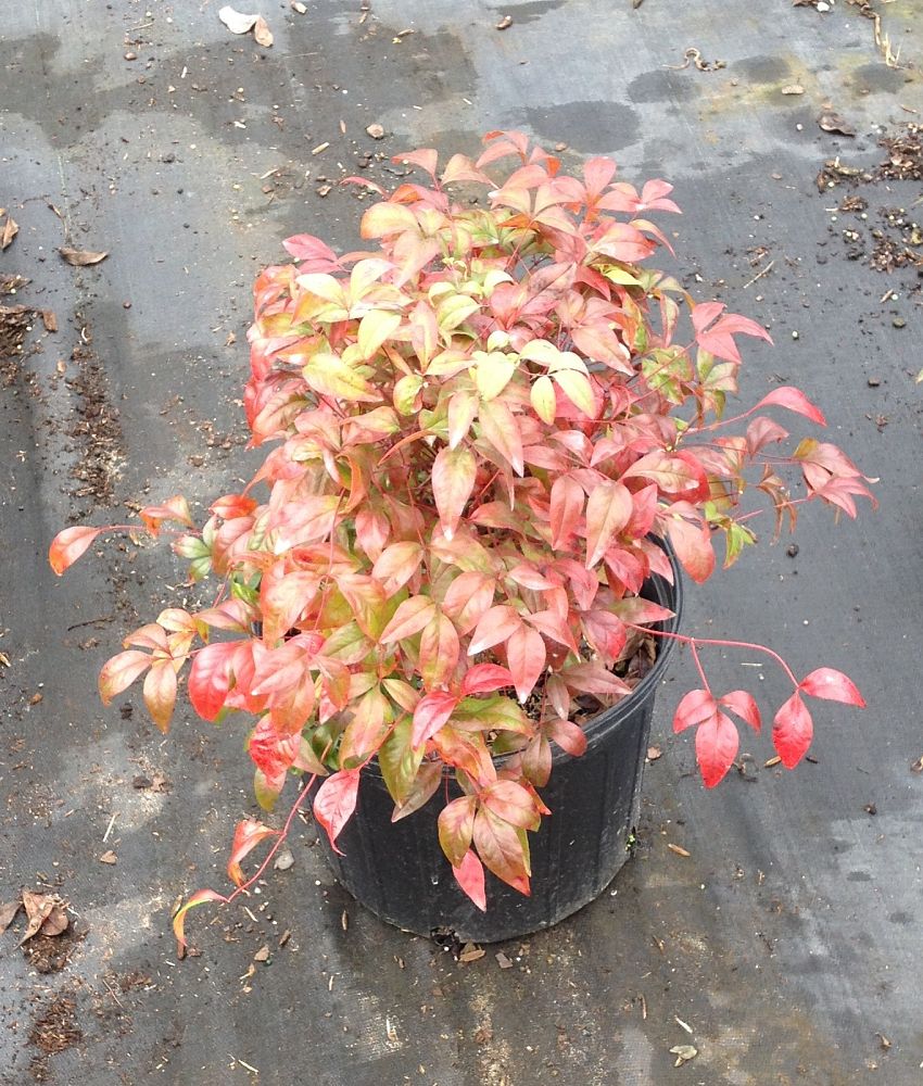 nandina-domestica-firepower-heavenly-bamboo