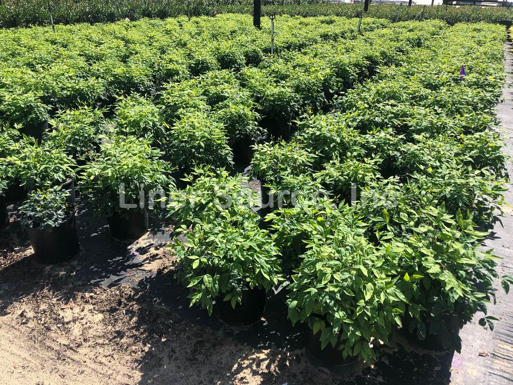 nandina-domestica-firepower-heavenly-bamboo