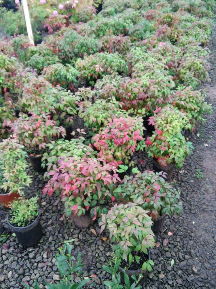 nandina-domestica-firepower-heavenly-bamboo