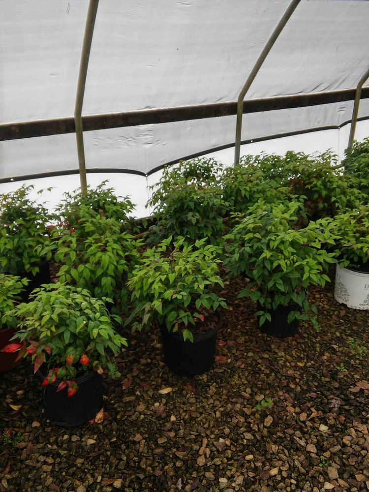 nandina-domestica-firepower-heavenly-bamboo