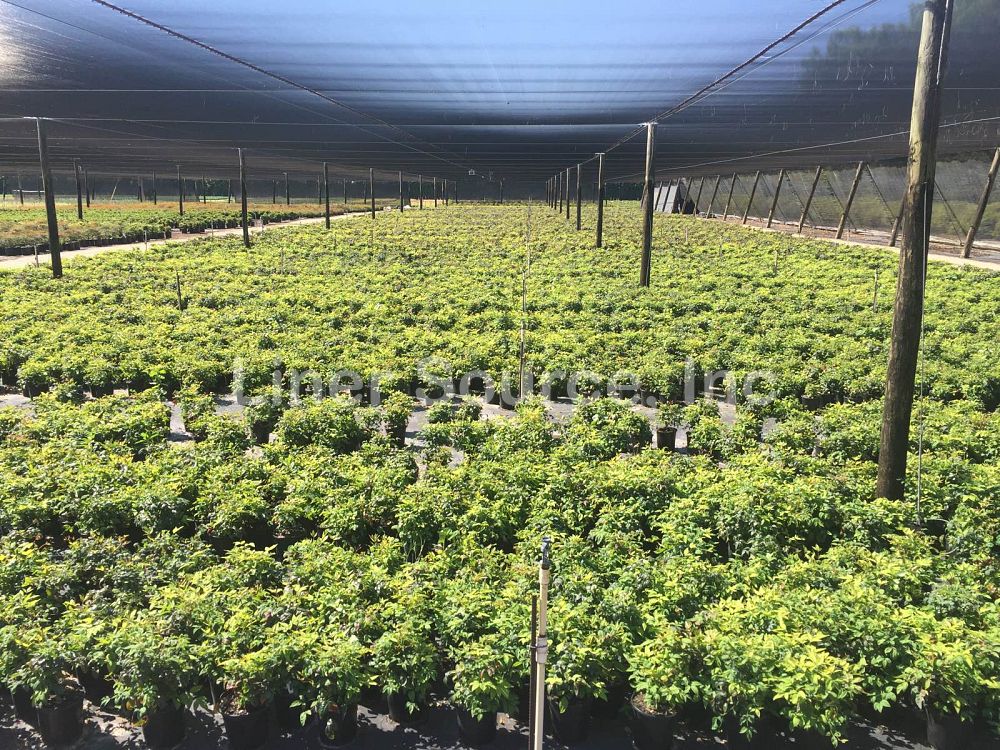 nandina-domestica-firepower-heavenly-bamboo