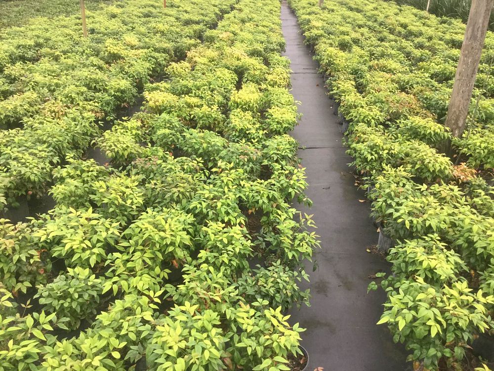 nandina-domestica-firepower-heavenly-bamboo