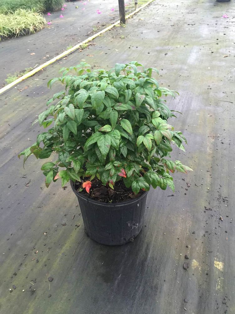 nandina-domestica-firepower-heavenly-bamboo