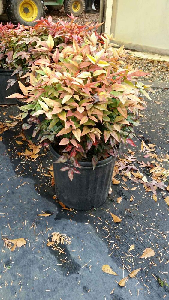 nandina-domestica-firepower-heavenly-bamboo