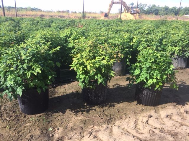 nandina-domestica-firepower-heavenly-bamboo