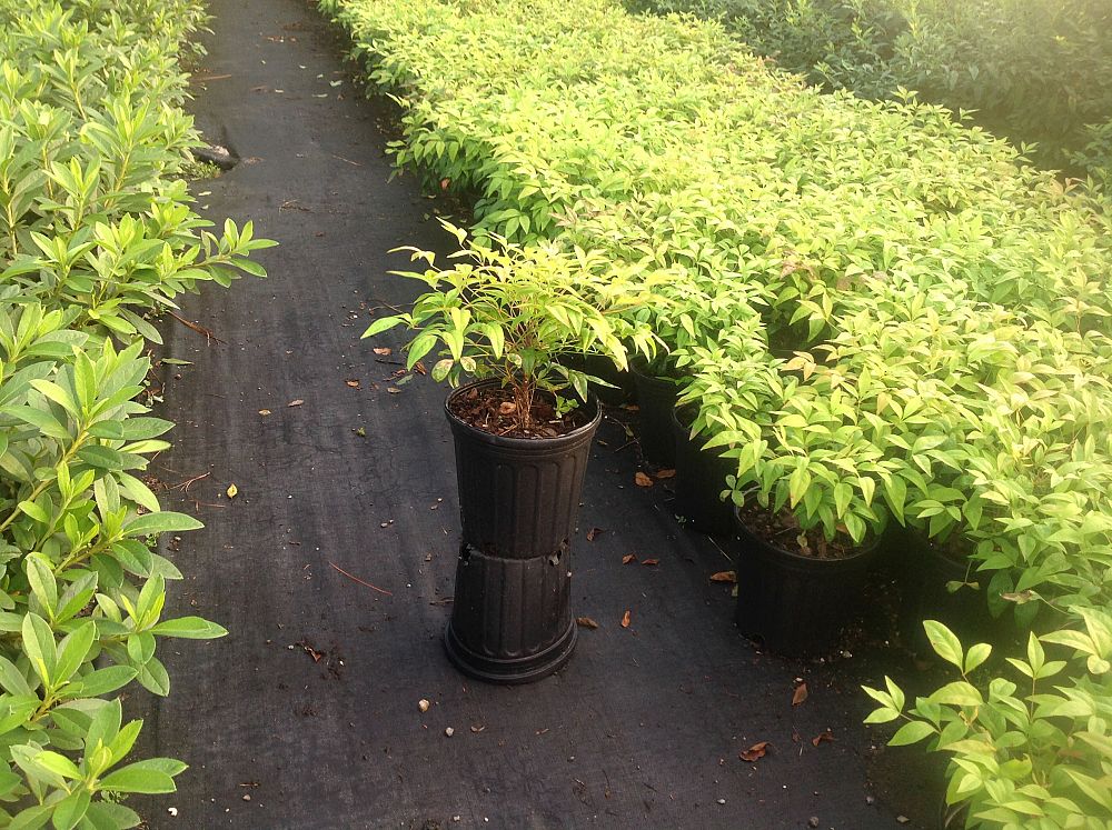 nandina-domestica-firepower-heavenly-bamboo