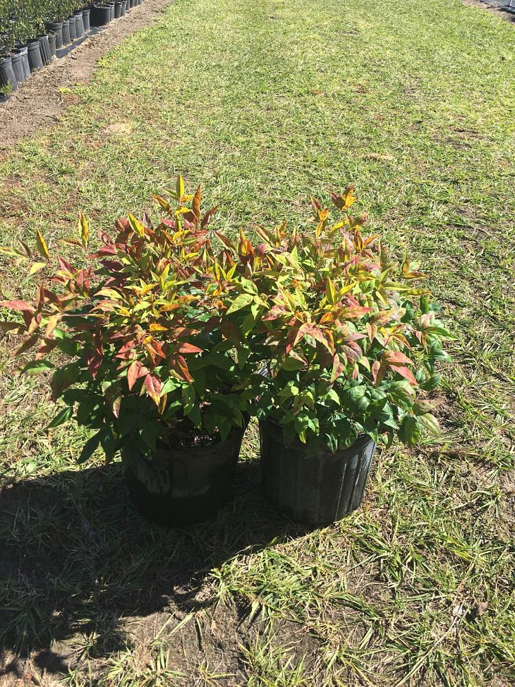 nandina-domestica-firepower-heavenly-bamboo