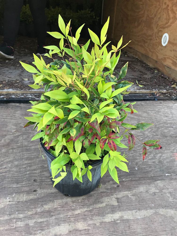 nandina-domestica-firepower-heavenly-bamboo