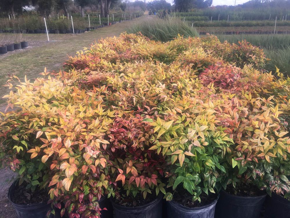 nandina-domestica-firepower-heavenly-bamboo