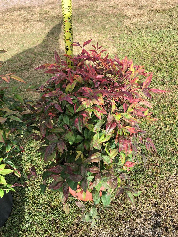 nandina-domestica-firepower-heavenly-bamboo