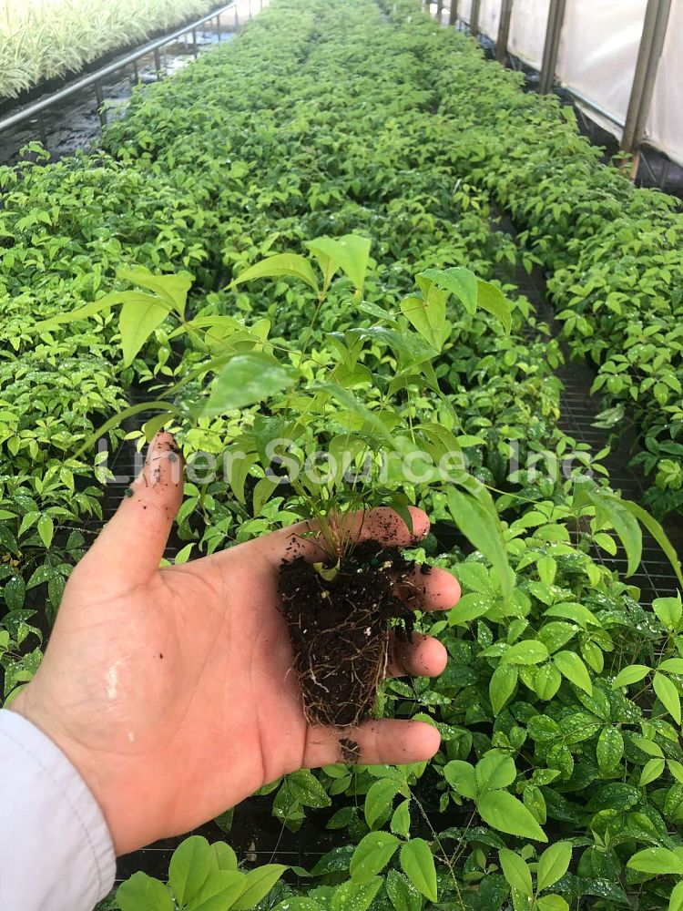 nandina-domestica-firepower-heavenly-bamboo