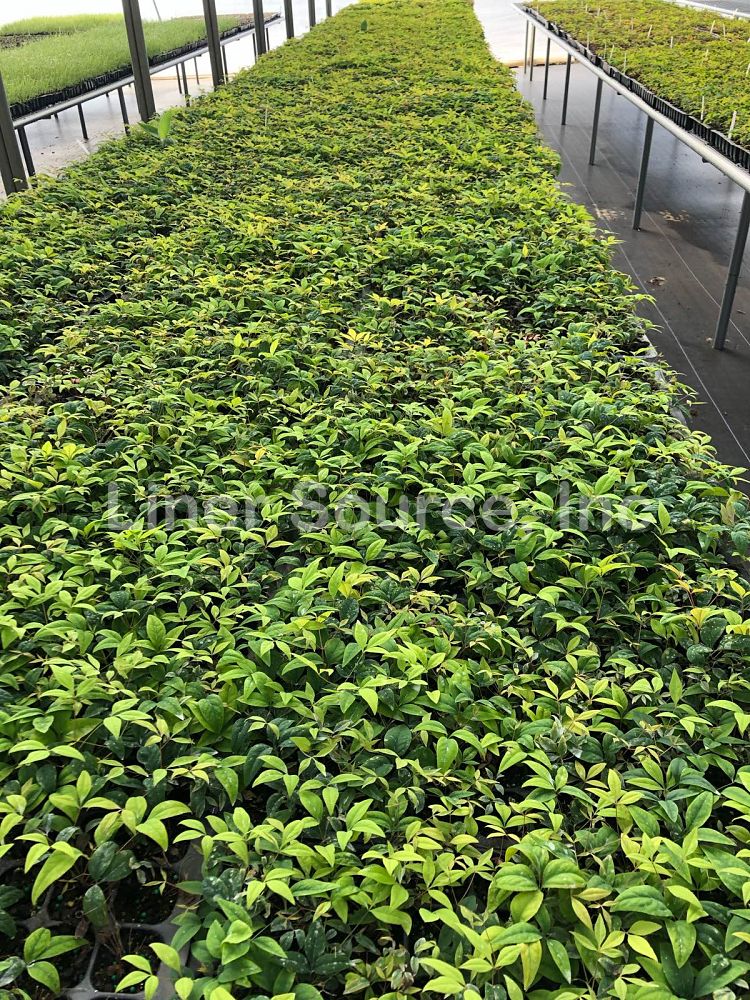 nandina-domestica-firepower-heavenly-bamboo